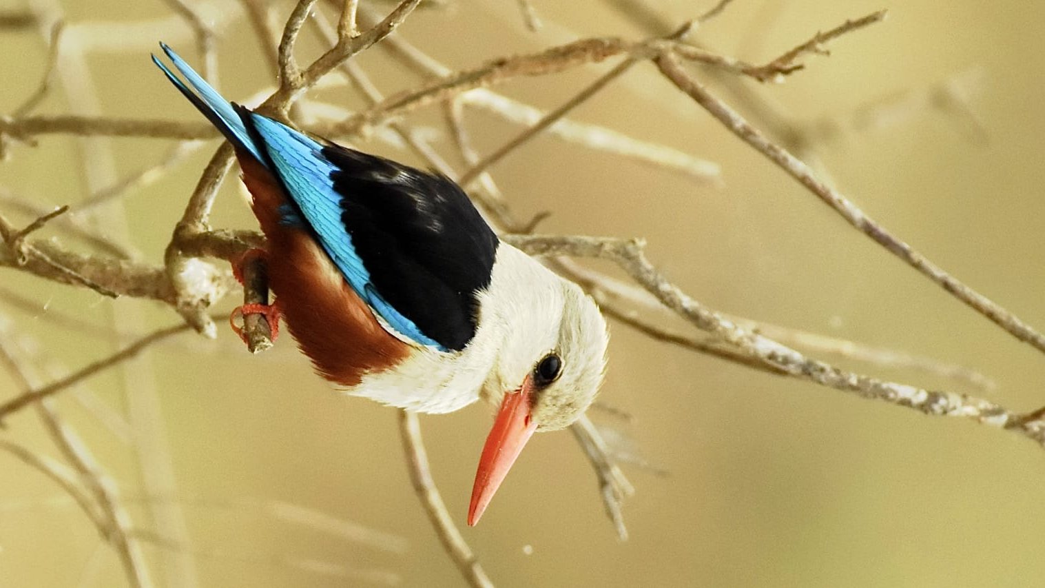 birding Watching uganda