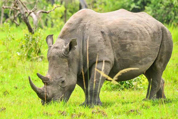 Big Five Safari Uganda