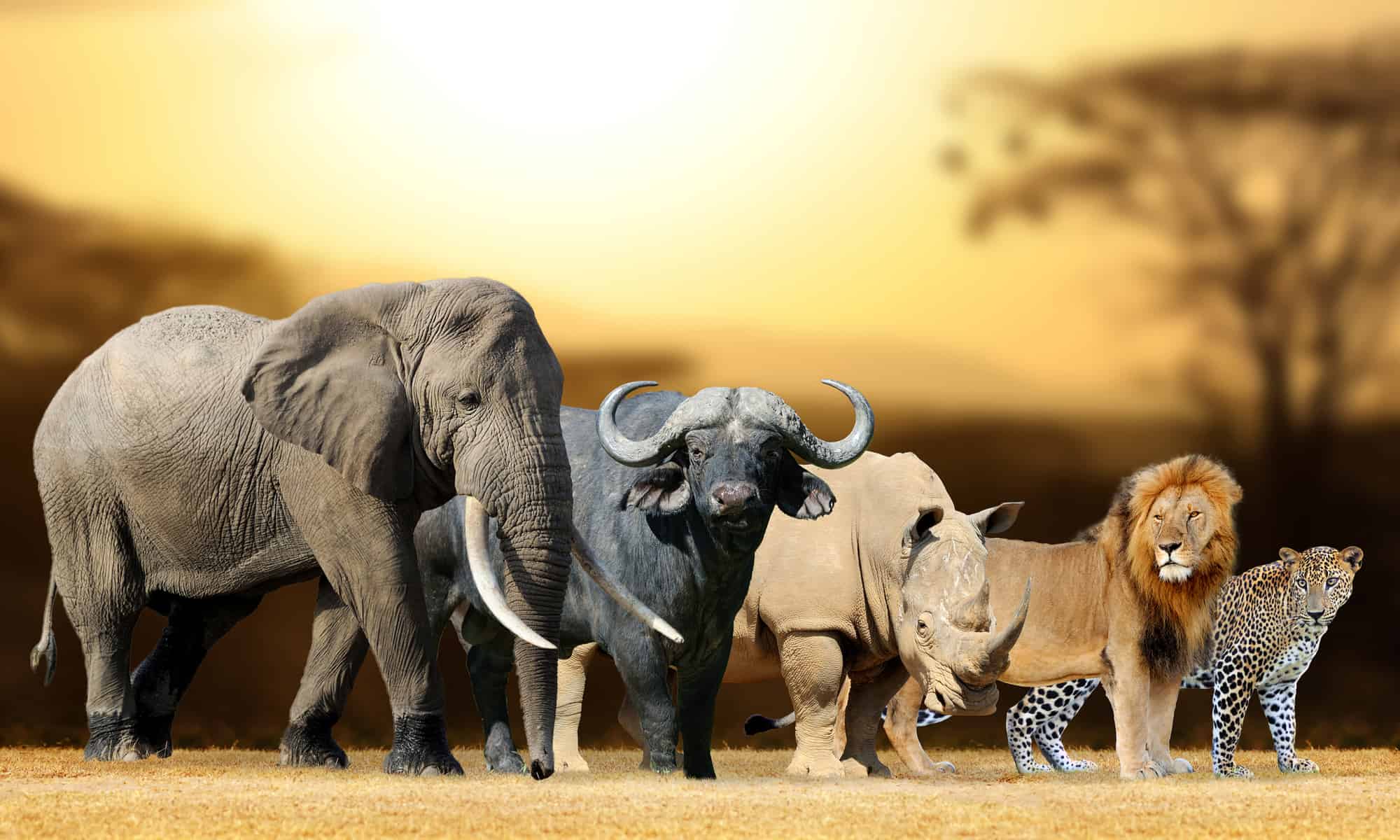 Big Five Safari