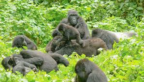 Gorilla Trekking Uganda
