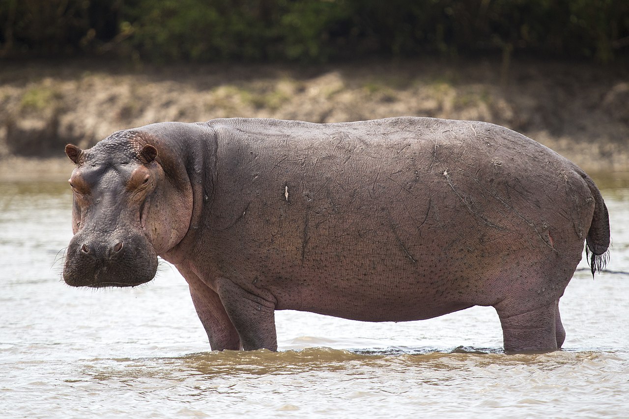 hippo.jpg