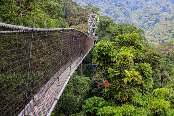 Nyungwe Forest National Park