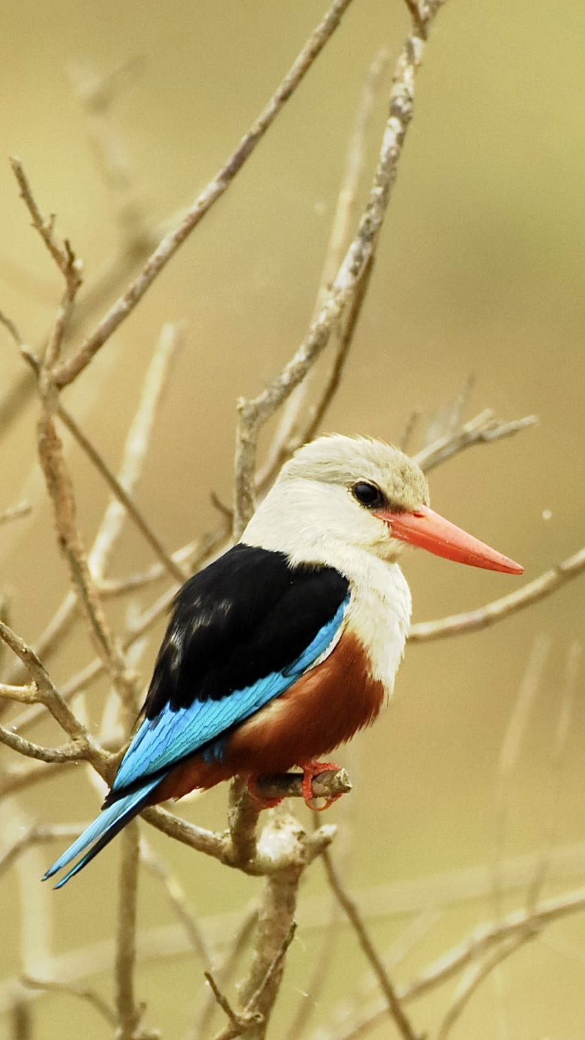 Queen Elizabeth National Park