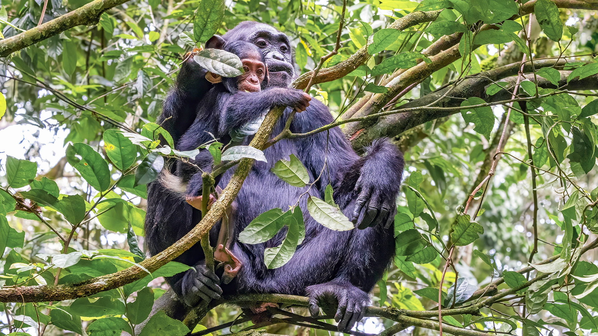 Kibale National Park safari destination — Uganda