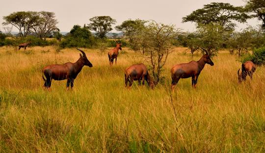Queen Elizabeth National Park safari destination — Uganda