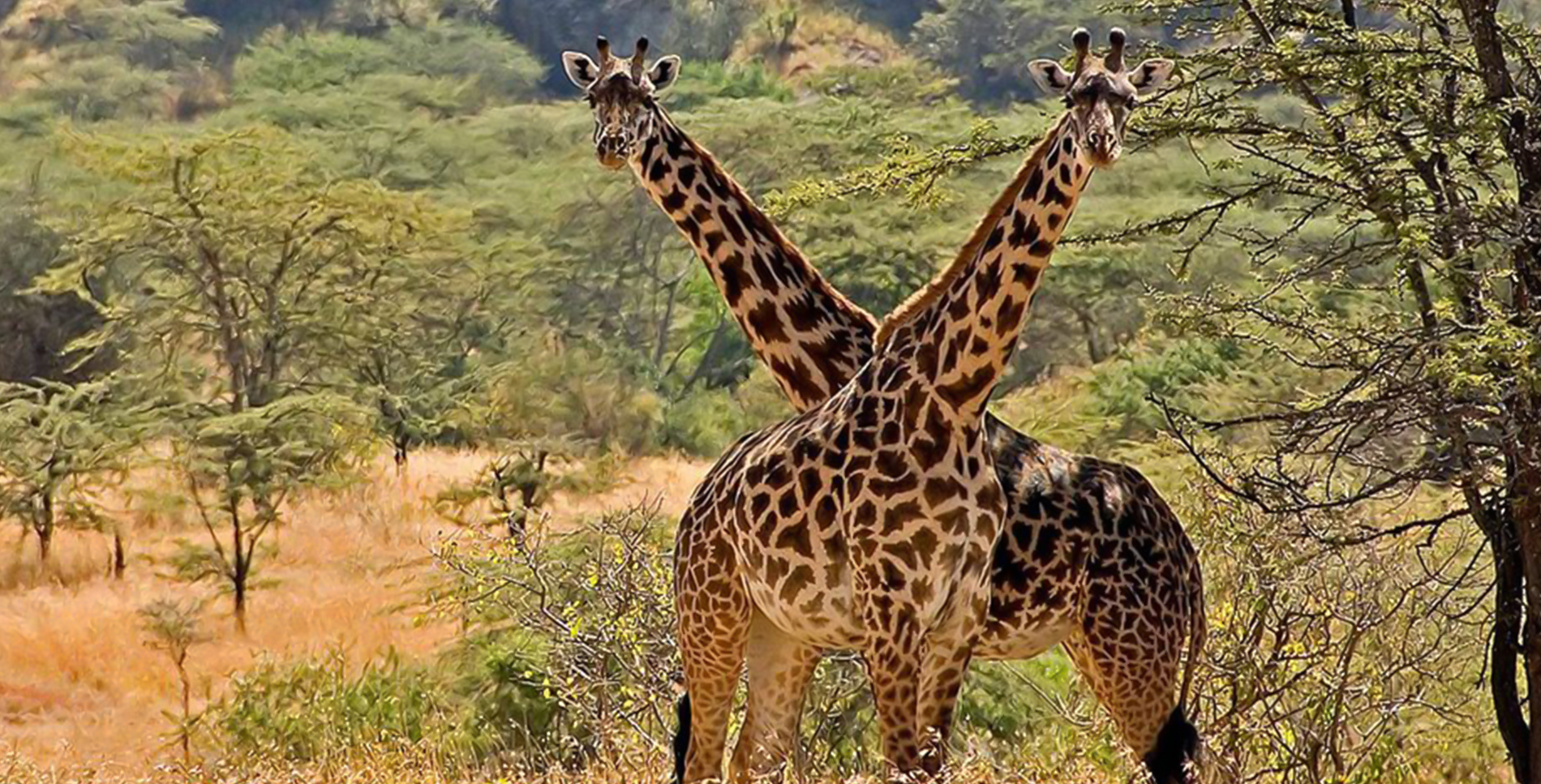 Kidepo Valley National Park safari destination — Uganda