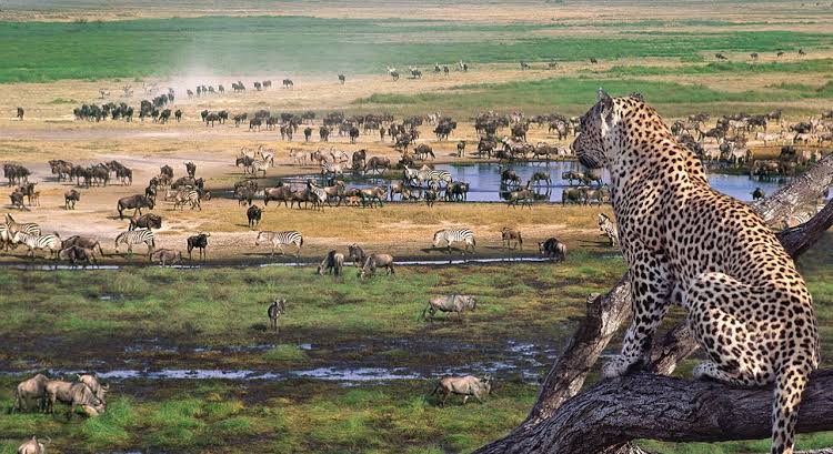 Serengeti National Park — safari destination Tanzania