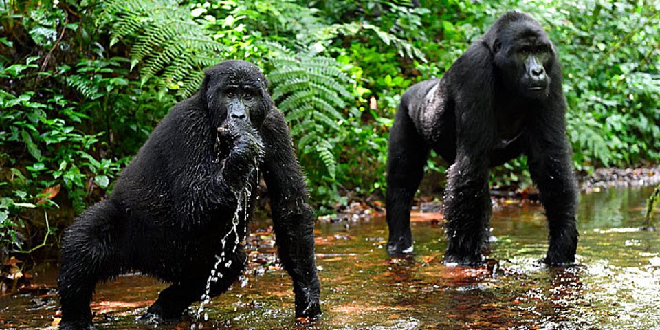 Bwindi Impenetrable National Park — Uganda safari