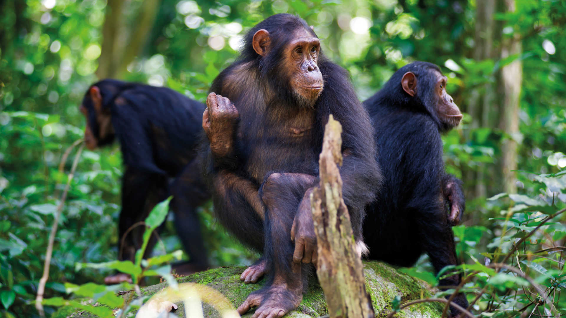 Nyungwe Forest National Park safari destination — Rwanda