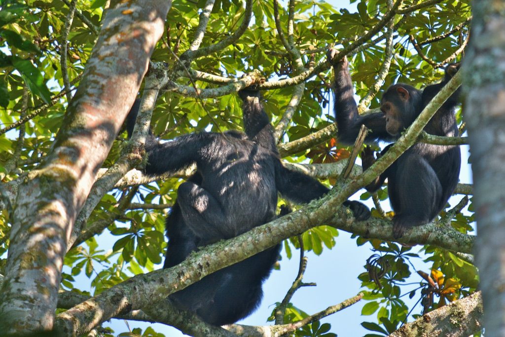 Queen Elizabeth National Park