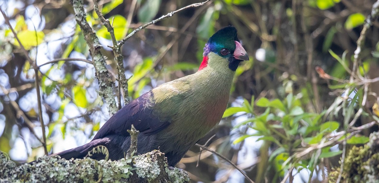 Nyungwe Forest National Park