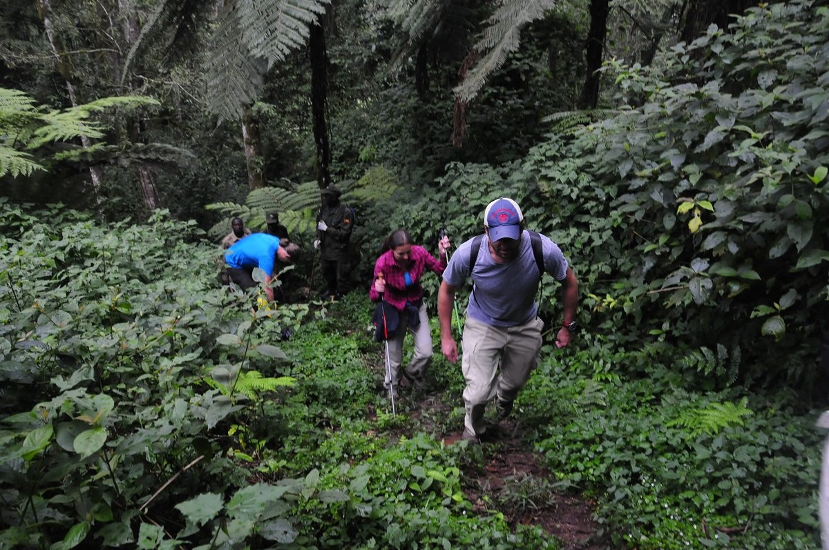 Forest Nature Walks