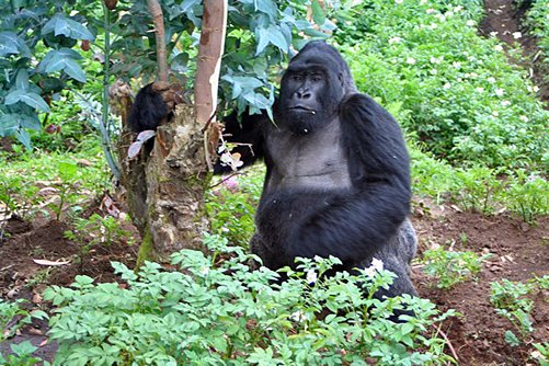 gorilla trekking in Rwanda