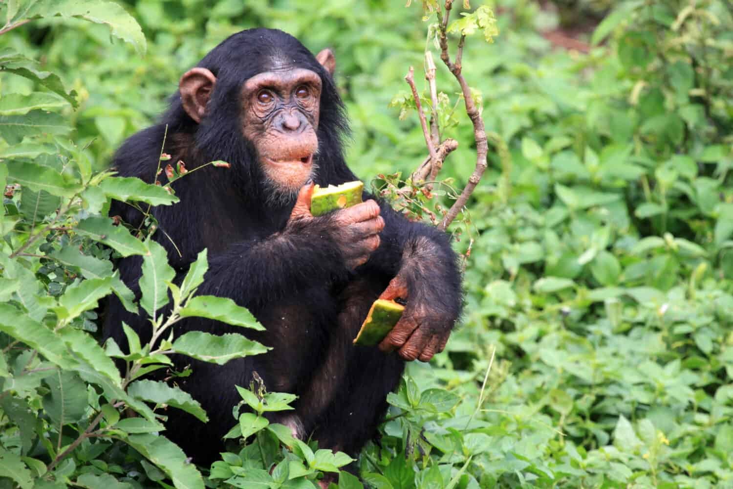 Low-Cost Chimpanzee Safari Tips