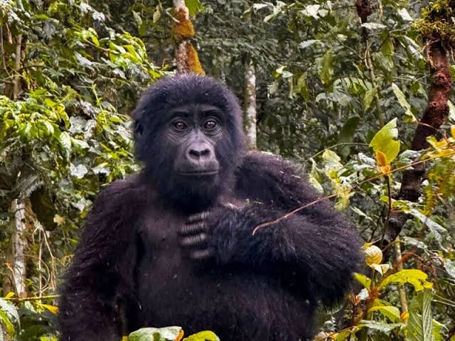 gorilla trkking rwanda