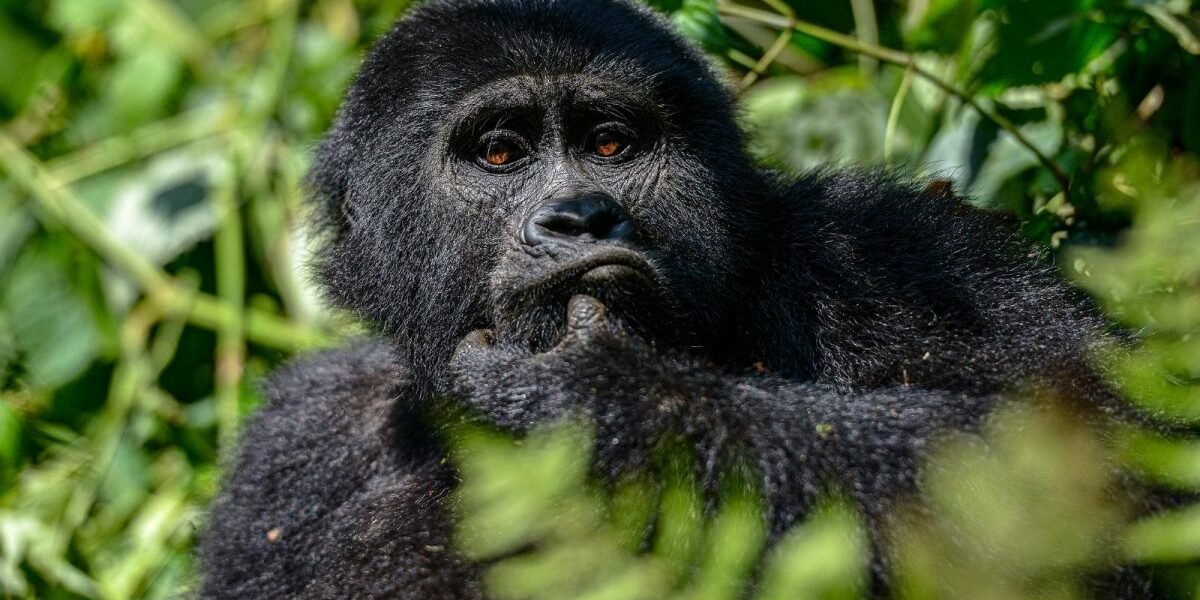 gorilla trkking rwanda