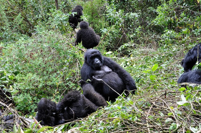 Gorilla trekkinng