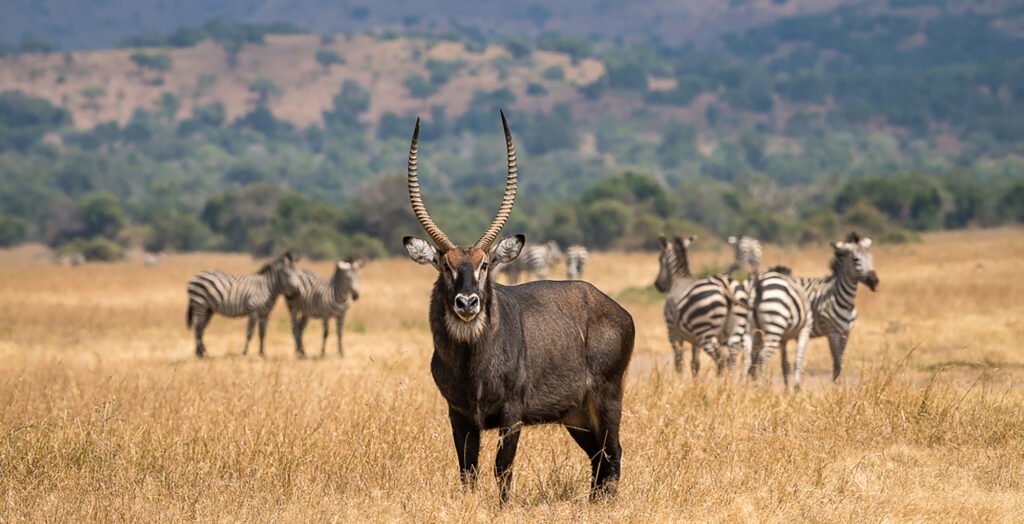 Cheapest Game Drives in Rwanda