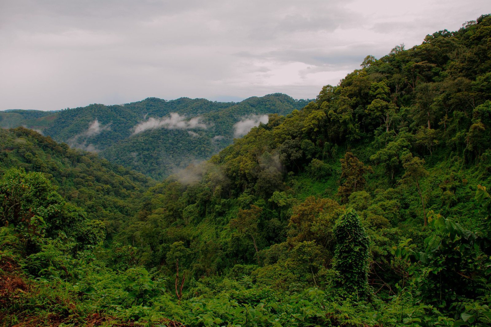 Gorilla treking in Uganda