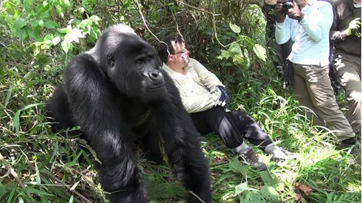 Gorilla Trekking