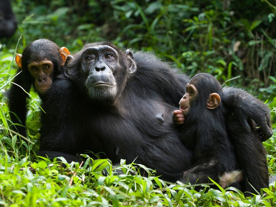 Cheapest Chimpanzee Trekking Packages Rwanda
