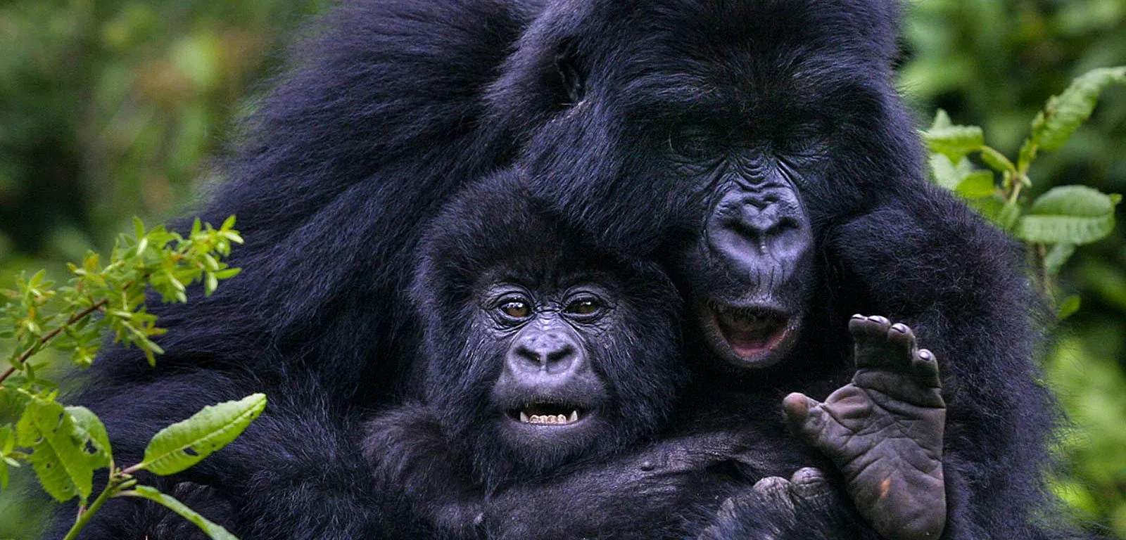private gorilla trekking