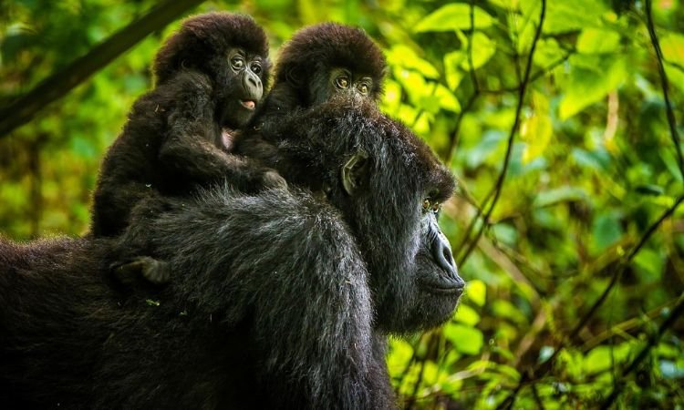Gorilla Trekking