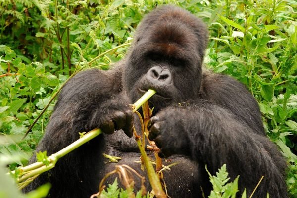 Family-Friendly Budget Gorilla Trekking