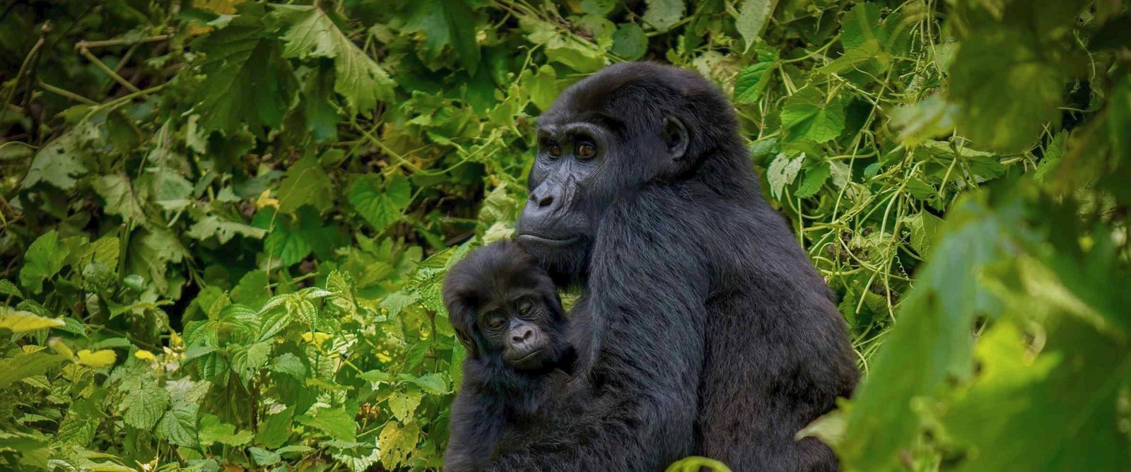 Months for Gorilla Trekking in Rwanda