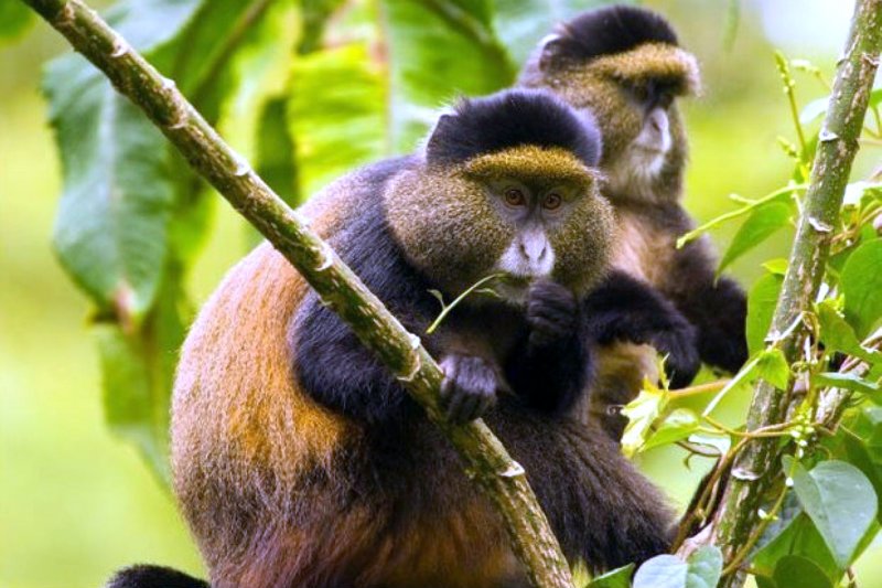 Golden Monkey Tracking