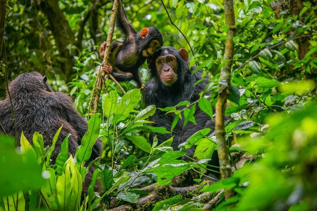 Nyungwe Forest Budget Trekking Itineraries