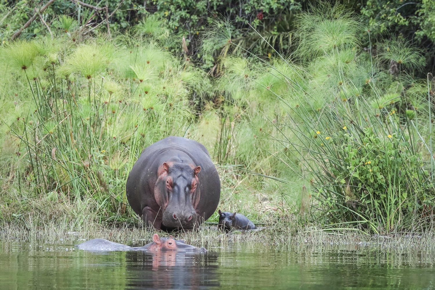 Big five in Akagera National park