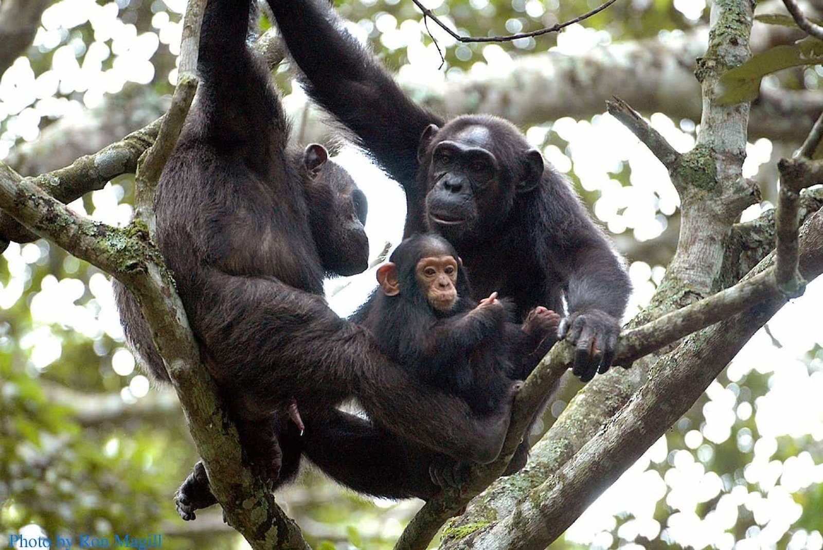 Chimpanzee Tracking