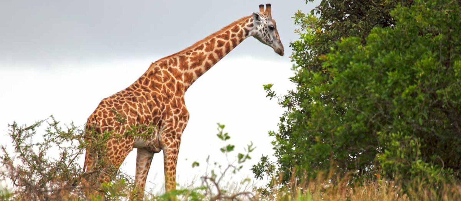 Budget Checklist for Rwanda Safari