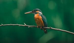 Birdwatching Excursions