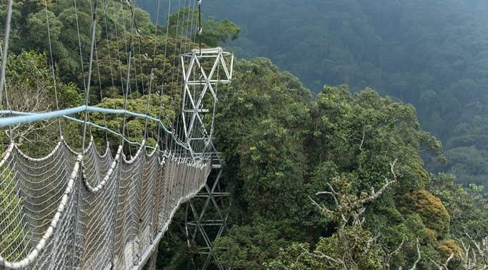 Canopy Walk Experience