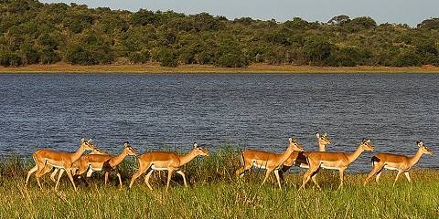 Akagera National Park