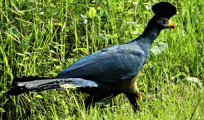 Low-Cost Photography Safari Rwanda
