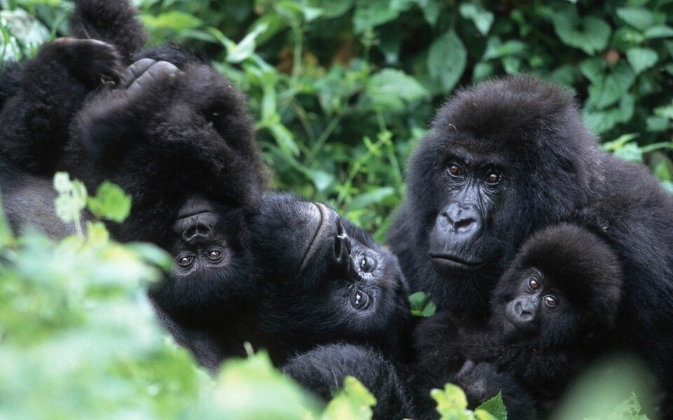 mountain gorillas