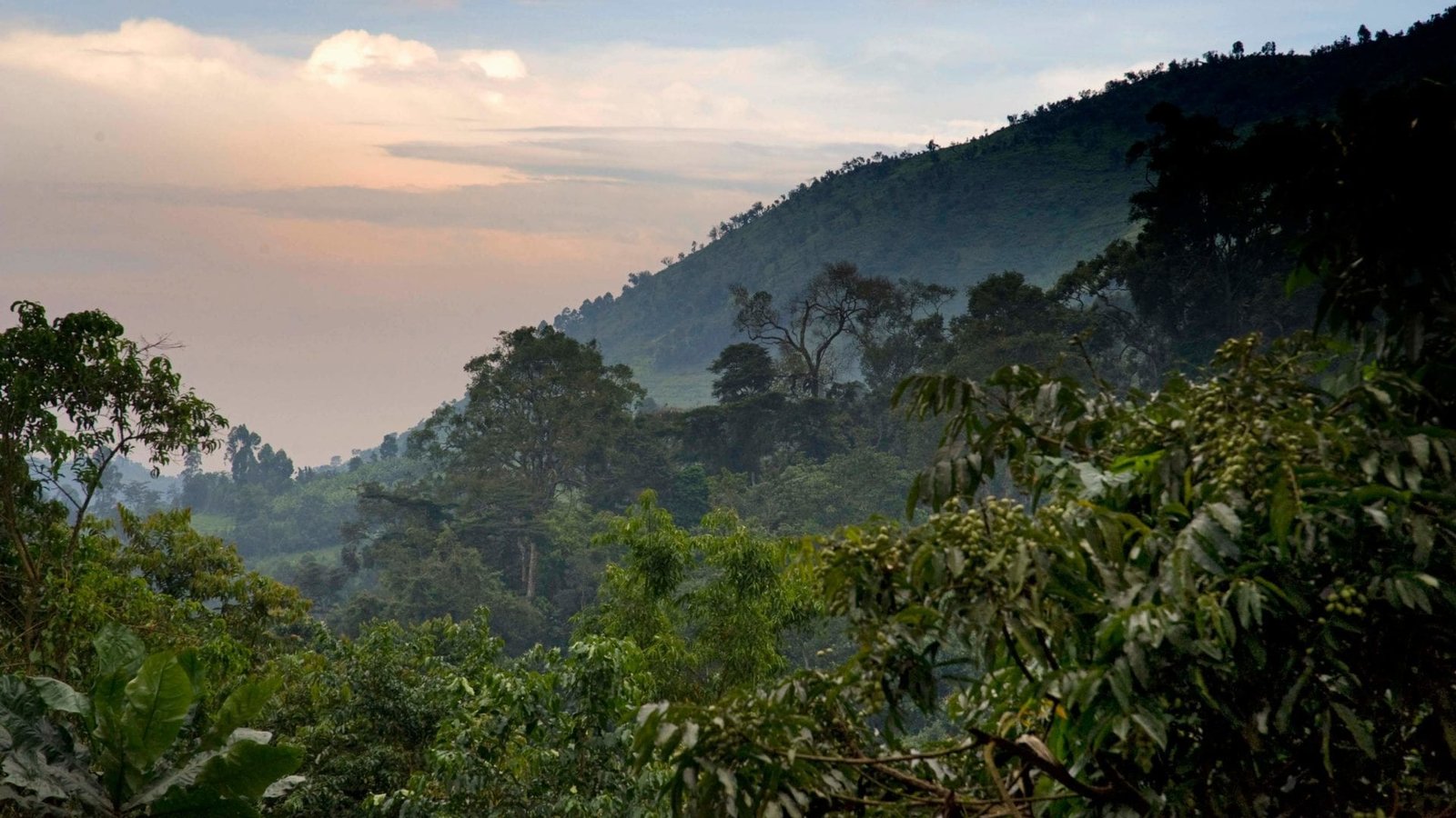 Gorilla trekking Uganda