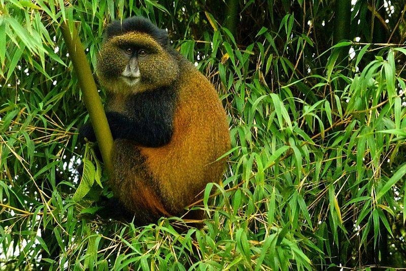 Golden Monkey Tracking