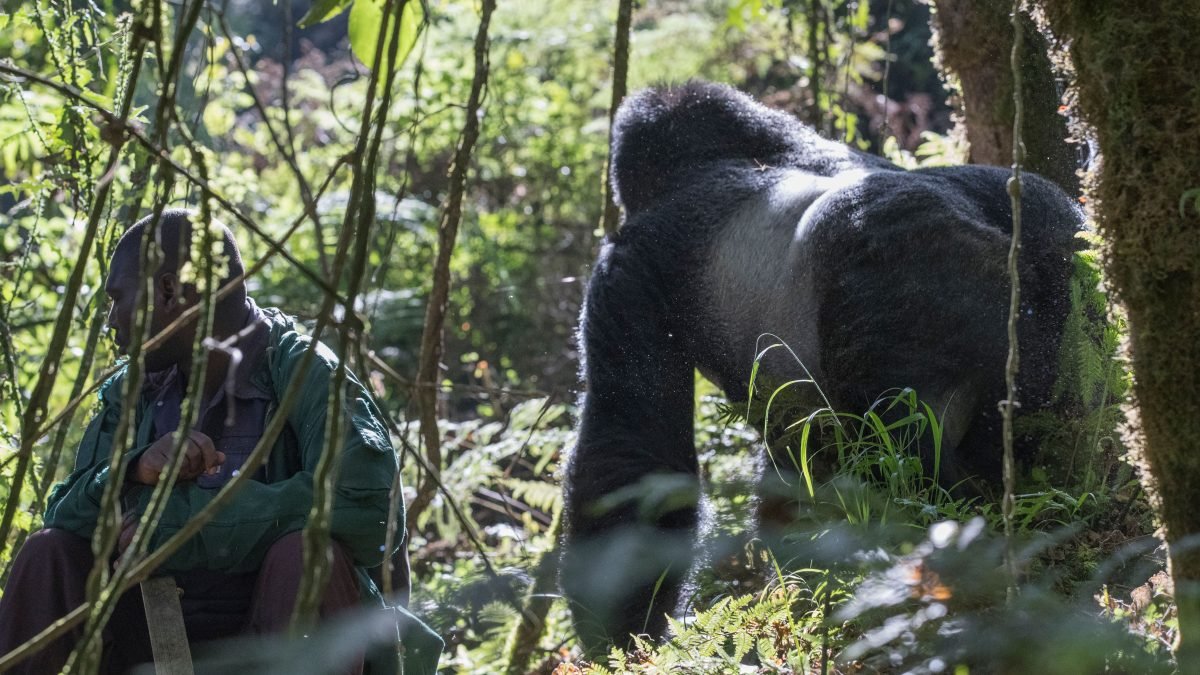 mountain gorillas