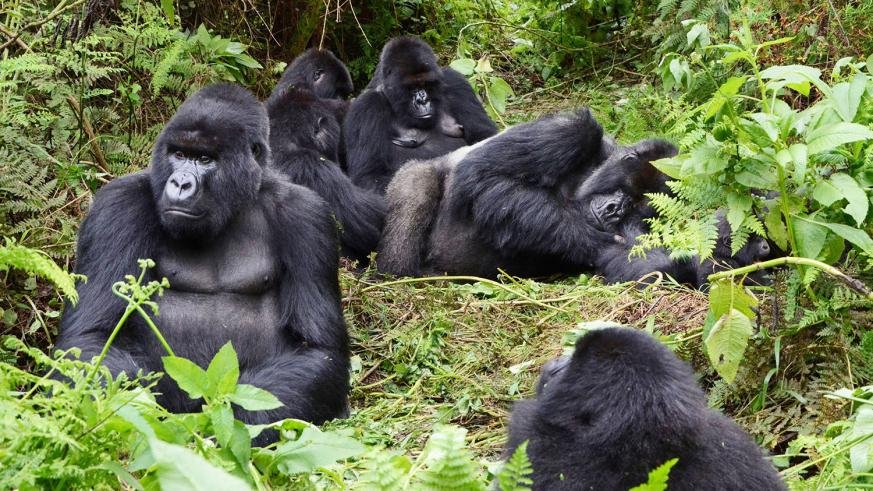 Affordable Eco-Adventure Tours Rwanda