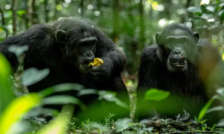 Chimpanzee trekking