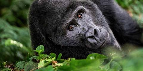 gorilla trekking rwanda
