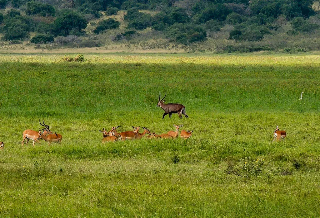 Backpacking Rwanda on a Budget