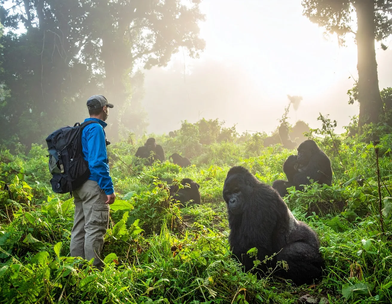 Gorilla Trekking