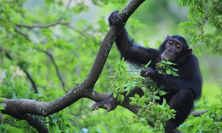 chimpanze tracking