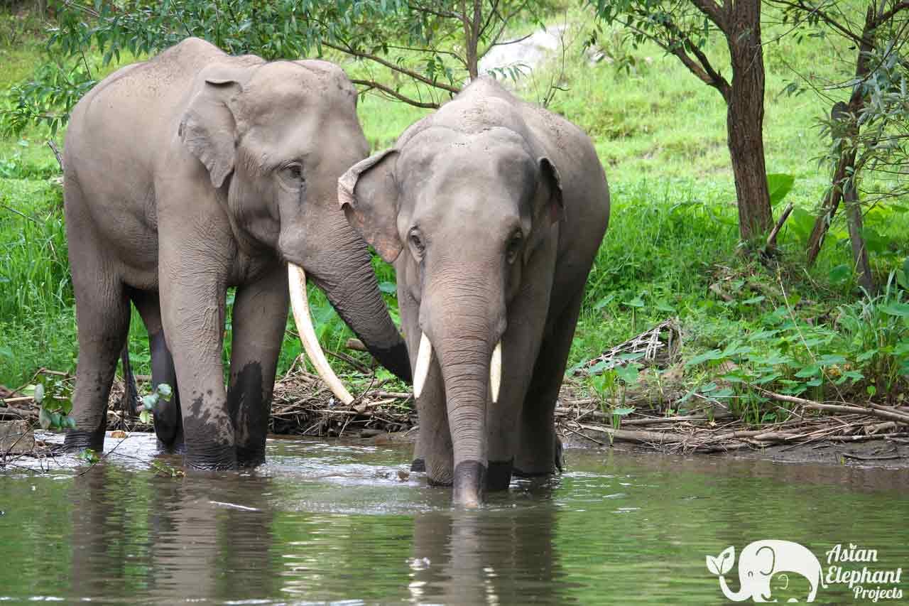 elephant