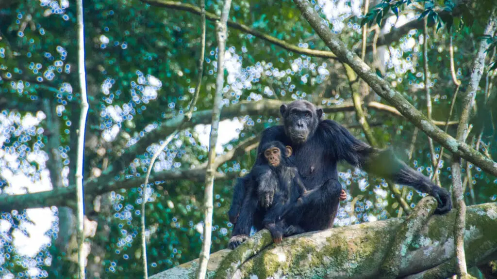 Chimpanzee Trekking